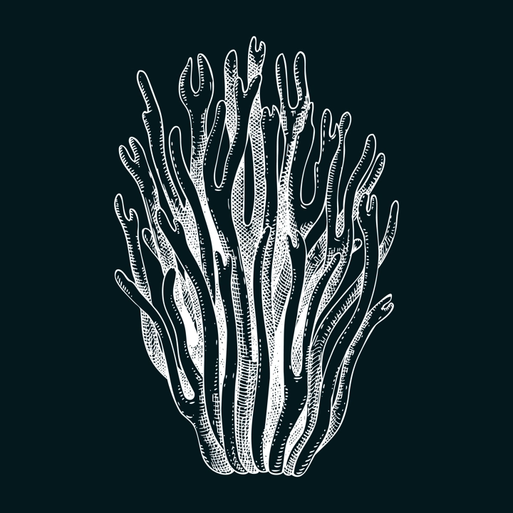 Scarlet elf cup mushroom sketch. Weird fungus illustration in vintage style. Hand-drawn forest plant. Scarlet cap - exotic mushroom drawing on chalkboard